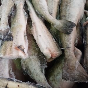 Pollock H/G 100/300G P/Kg