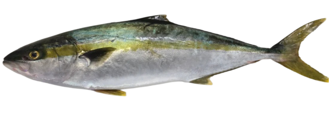 Yellow Tail (Frozen)