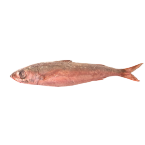 Red Haarder (Mullet) Rdw