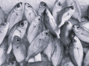 Seafood and Fish